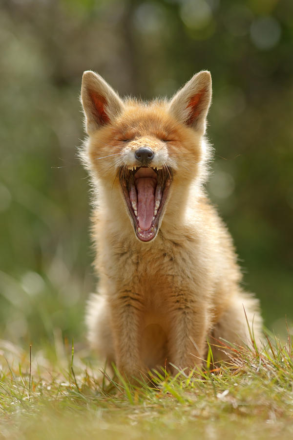 Nature Photograph - Yawning Fox Kit by Roeselien Raimond
