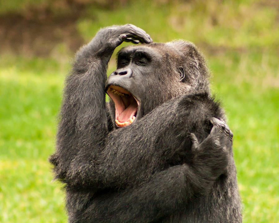 Yawning Gorilla Photograph by Richard Balison - Fine Art America