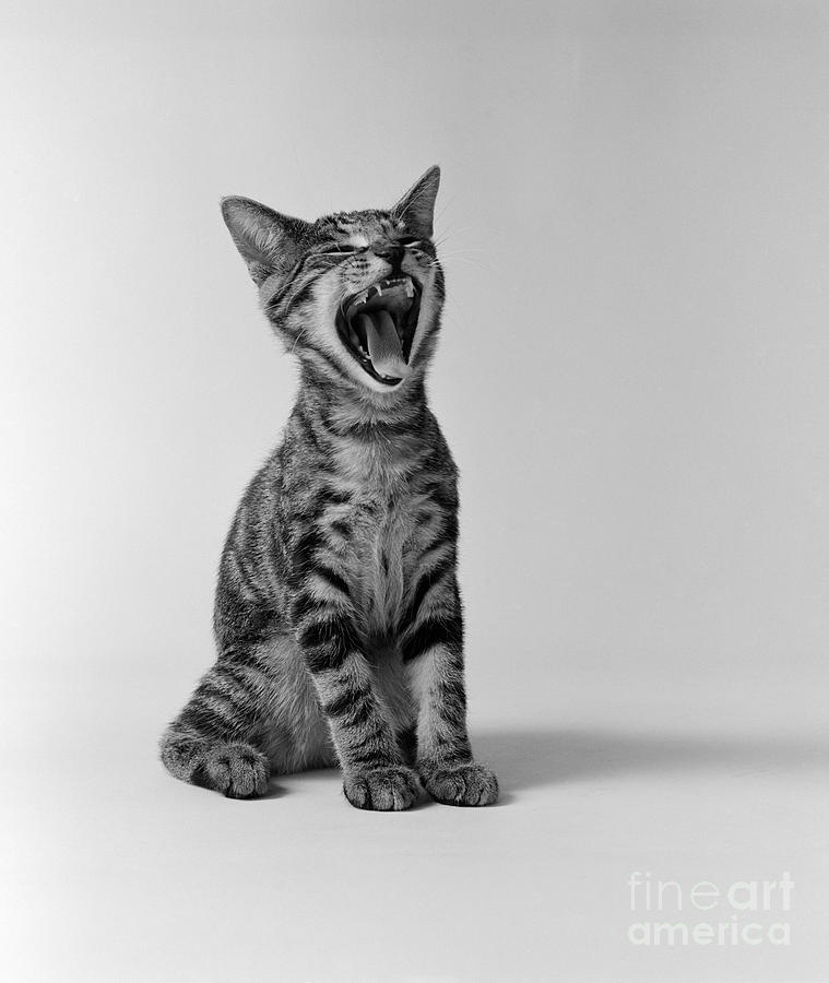 Yawning Kitten, C.1960s Photograph by H Armstrong Roberts and ClassicStock