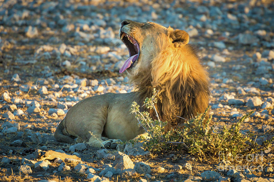 Yawning Lion Photograph by Inge Johnsson