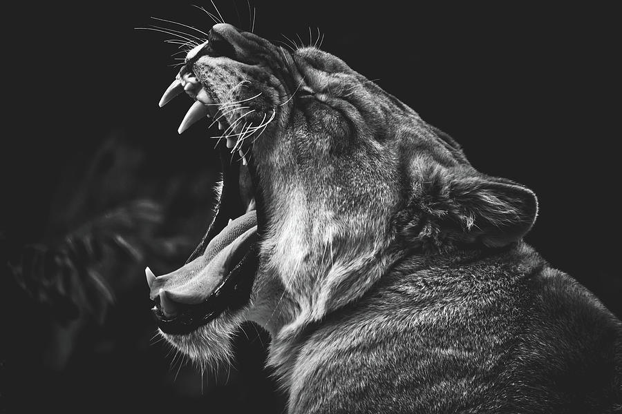 Yawning Lion Photograph by Mountain Dreams