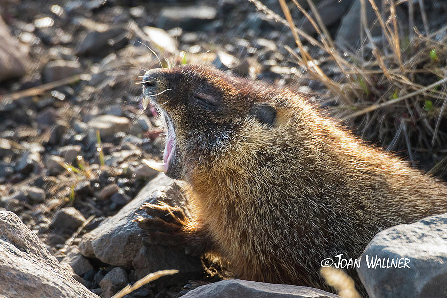 Yawning Marmot Photograph by Joan Wallner
