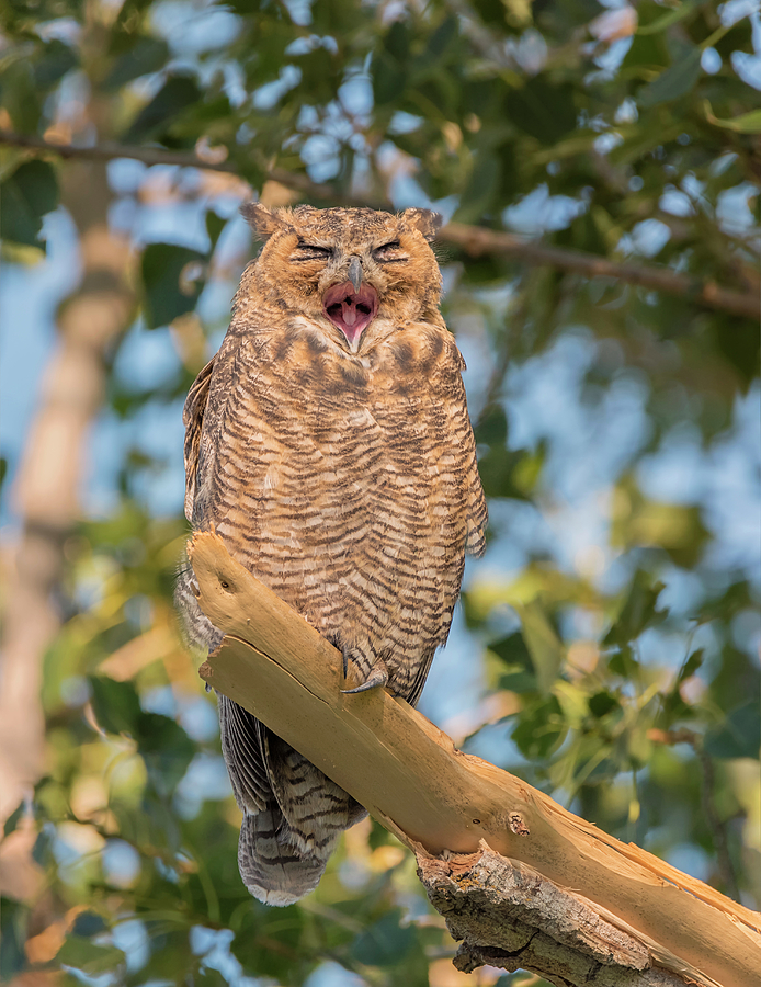 Yawning Owl Photograph by Loree Johnson