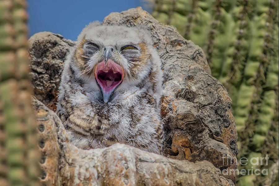 Yawning Owlet Photograph by Lisa Manifold