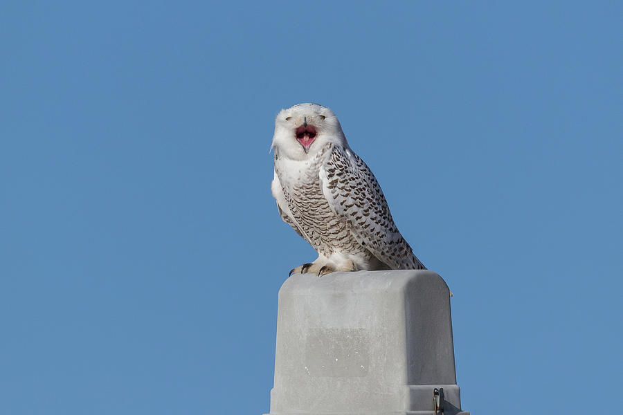Yawning Snowy Owl Photograph by Tony Hake