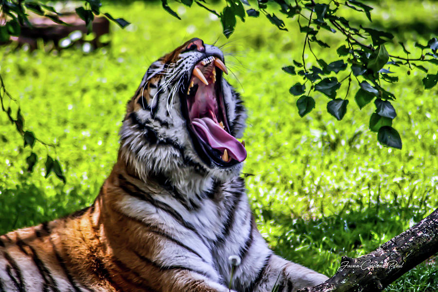 Wildlife Photograph - Yawning Tiger by Joann Copeland-Paul