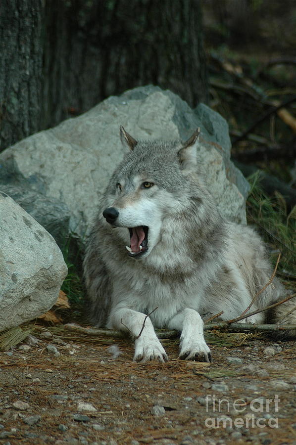 Yawning Wolf Photograph by Sandra Updyke