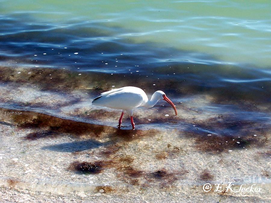 Bird Photograph - Yay Seaweed by Elizabeth Klecker Bird Photograph - Yay Seaweed by Elizabeth Klecker