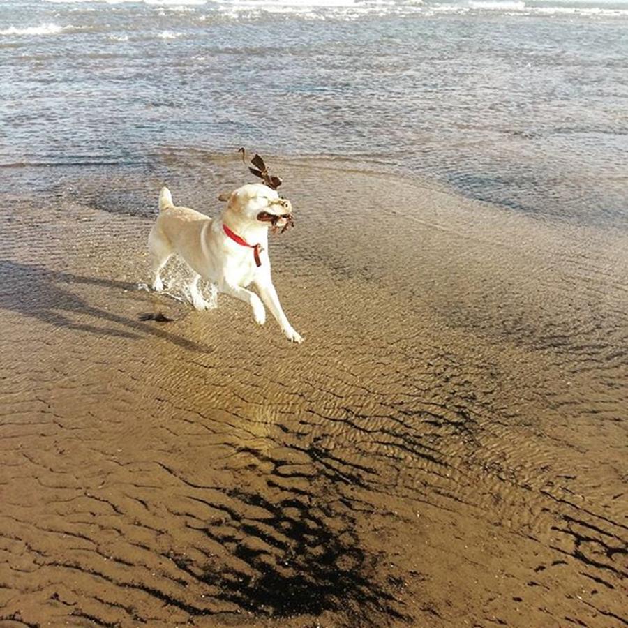Beach Photograph - Yayyyy Seaweed!!!! #dogsofinstagram by Helen Gosling
