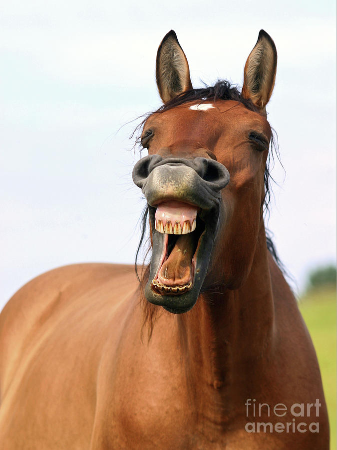 улыбка лошади.