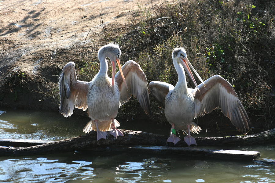 Pelican Photograph - Yeah Well Mine Is This Big by David Dunham