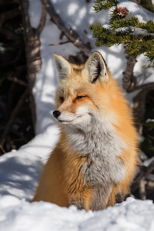 Year of the Fox Photograph by Sandy Sisti