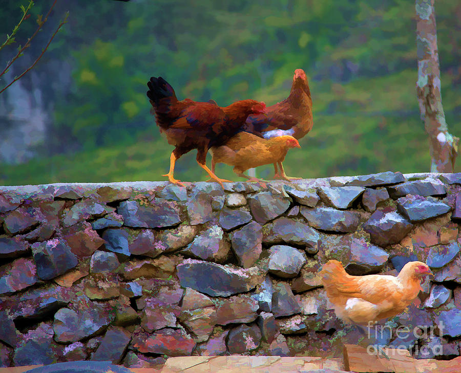 Year of the Rooster Asia Photograph by Chuck Kuhn