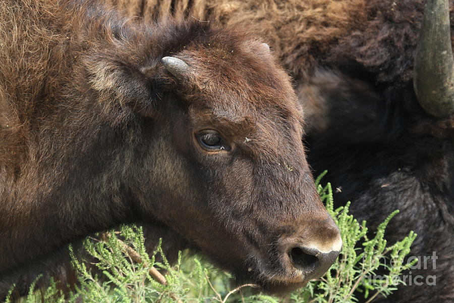 Yearling Bison Photograph by Rick Rauzi