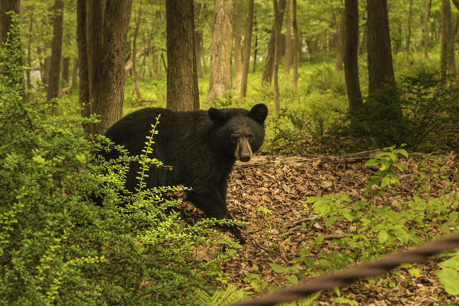Yearling Black Bear Photograph