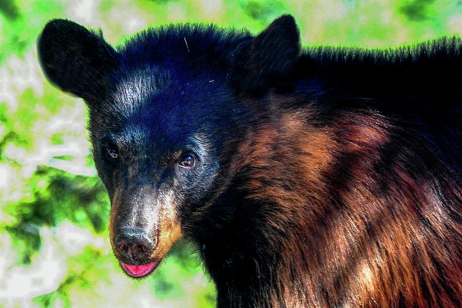 Yearling Black Bear Photograph by Marilyn Burton