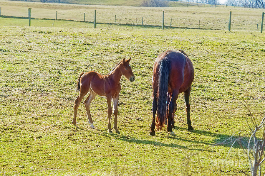 Yearling Photograph by David Arment