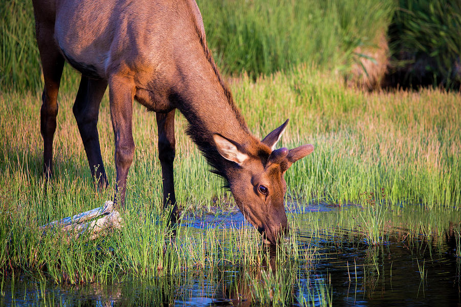 Elk Photograph - Yearling Elk by Dan Pearce Elk Photograph - Yearling Elk by Dan Pearce
