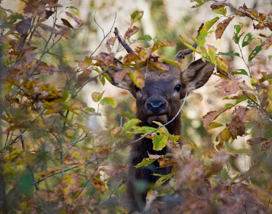 Yearling Elk Peeking Through Brush Photograph by Michael Dougherty