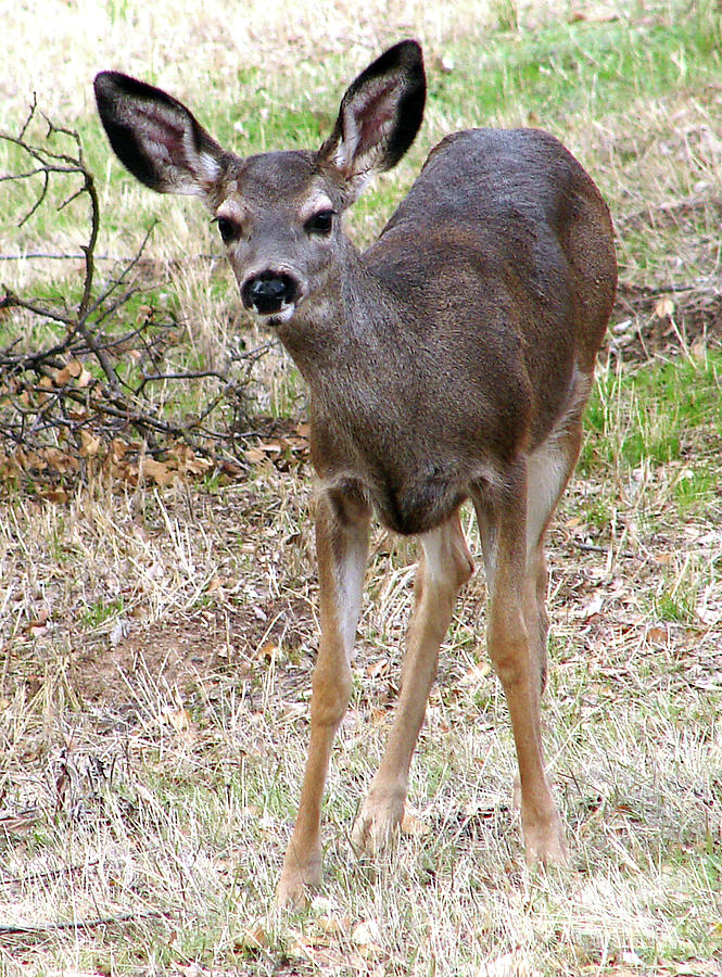 Yearling Photograph by Evelyn Sanders - Fine Art America