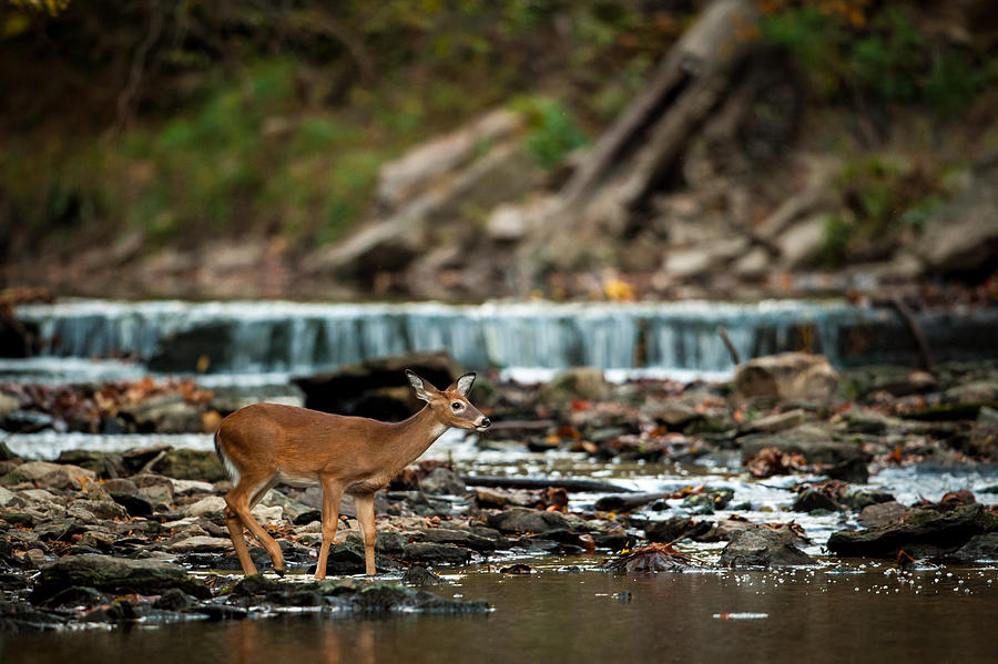 Yearling on Indian Creek Photograph by Jeff Phillippi