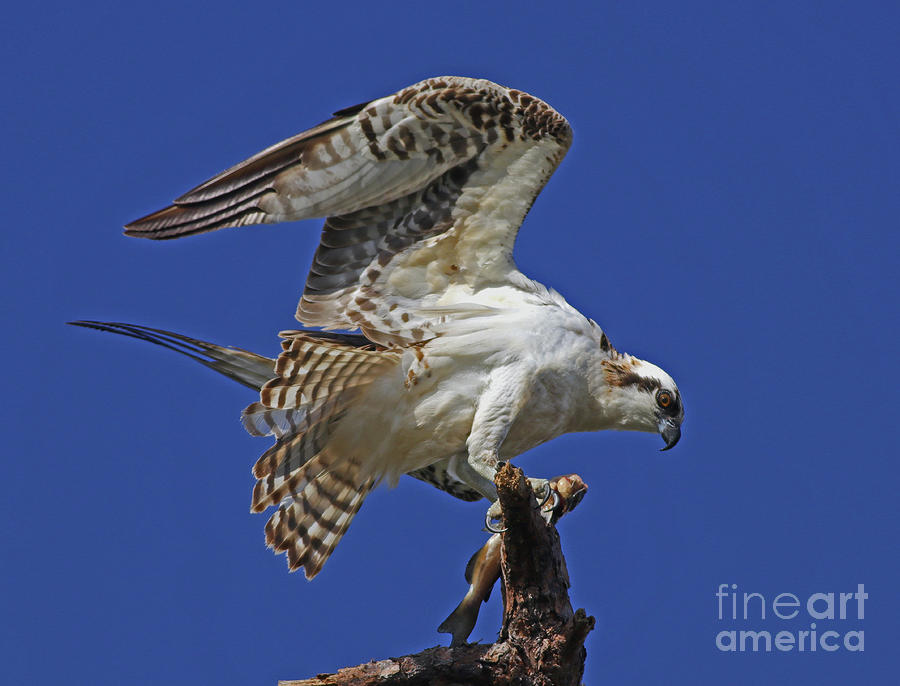 Yearling Osprey Photograph by Larry Nieland