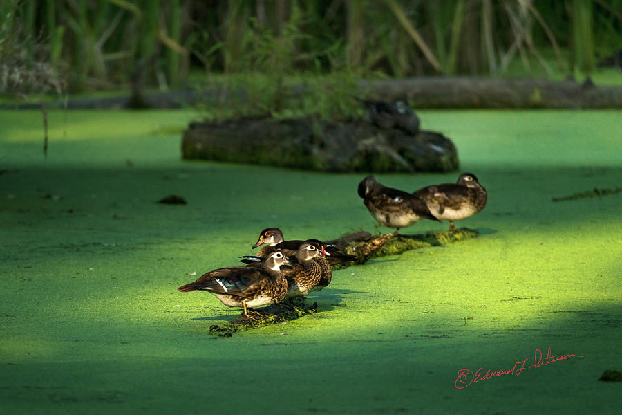 Yearly Wood Duck Crop Photograph by Ed Peterson