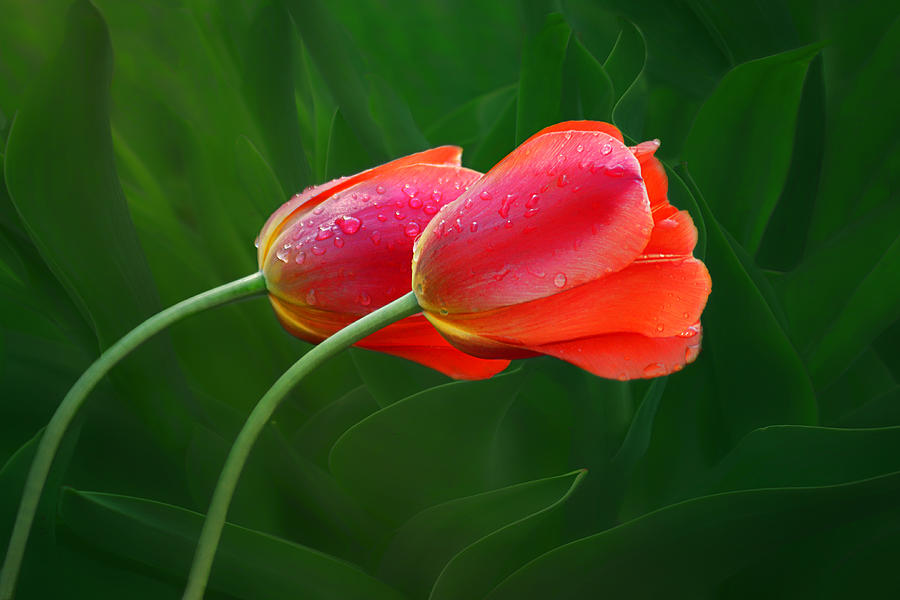 Yearning - Tulips Photograph by Nikolyn McDonald