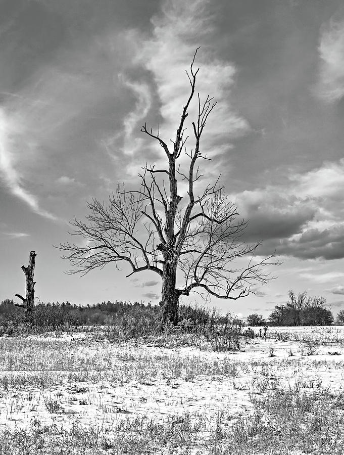 Yearnings - A Winter Tree bw Photograph by Steve Harrington