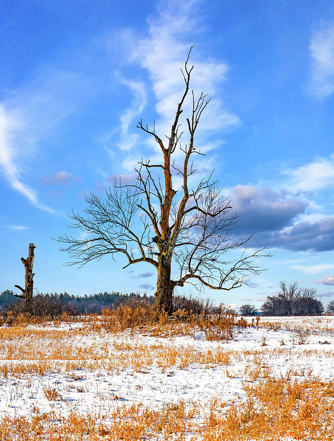 Yearnings - A Winter Tree Photograph by Steve Harrington