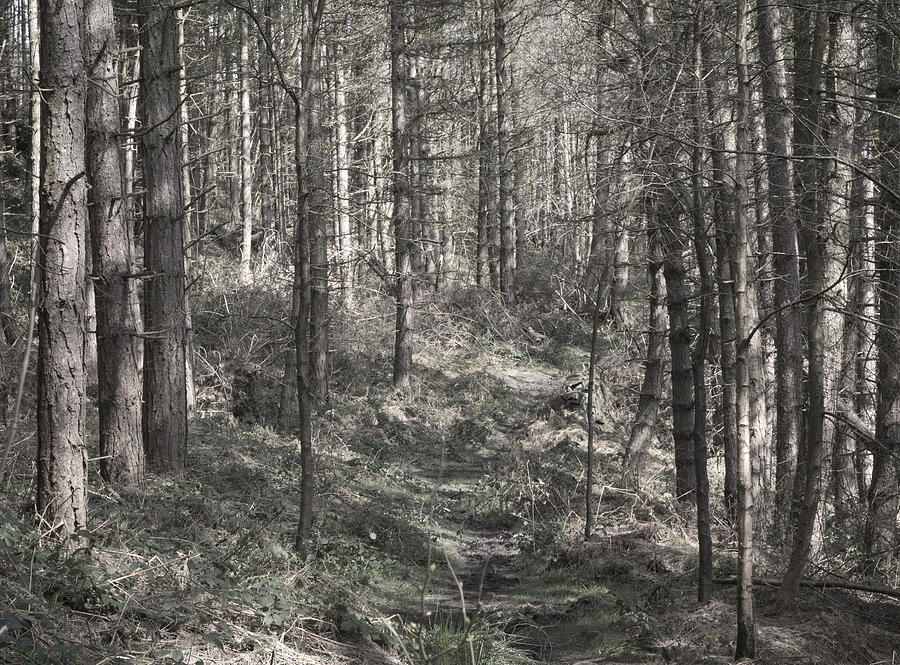Yeld wood  Photograph by Jerry Daniel