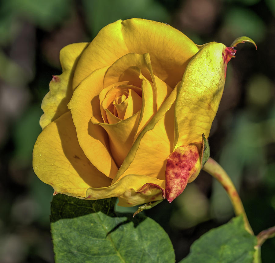 Yelllow rose Photograph by Jane Luxton