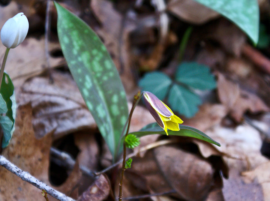 Trout Photograph - Yelllow Trout Lily 1 by Douglas Barnett