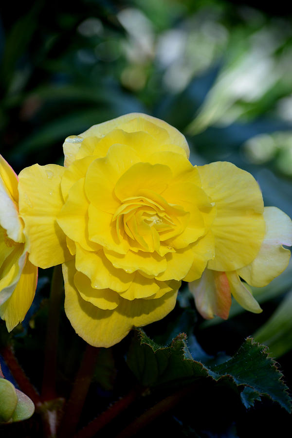 Yellow  Begonia Photograph