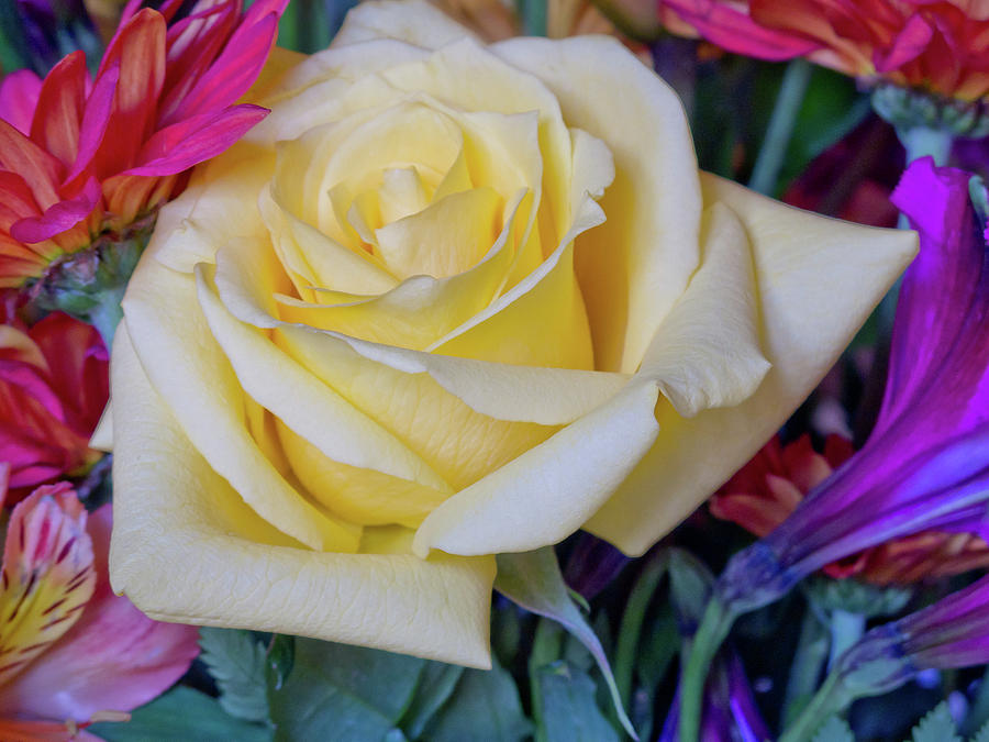 Yello by Ree Reid Yello by Ree Reid