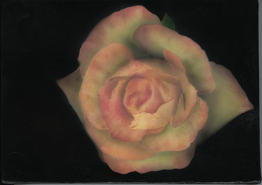 Rose Painting - Yello Rose by Charles Parks Rose Painting - Yello Rose by Charles Parks