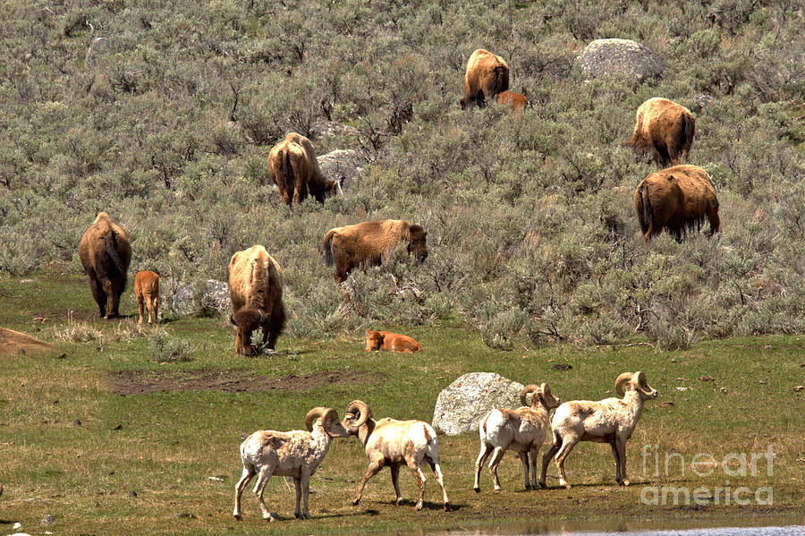 Yellostone Bighorns And Bison Photograph by Adam Jewell