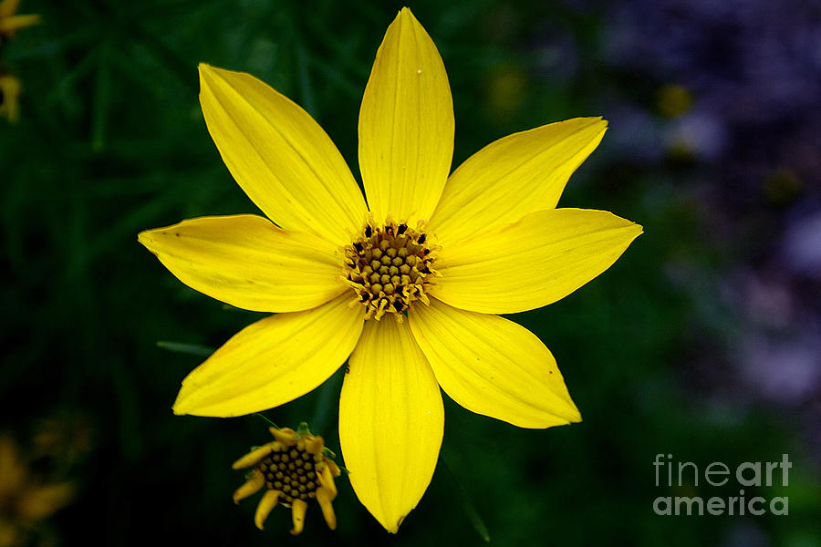 Yellow Photograph by LR Photography