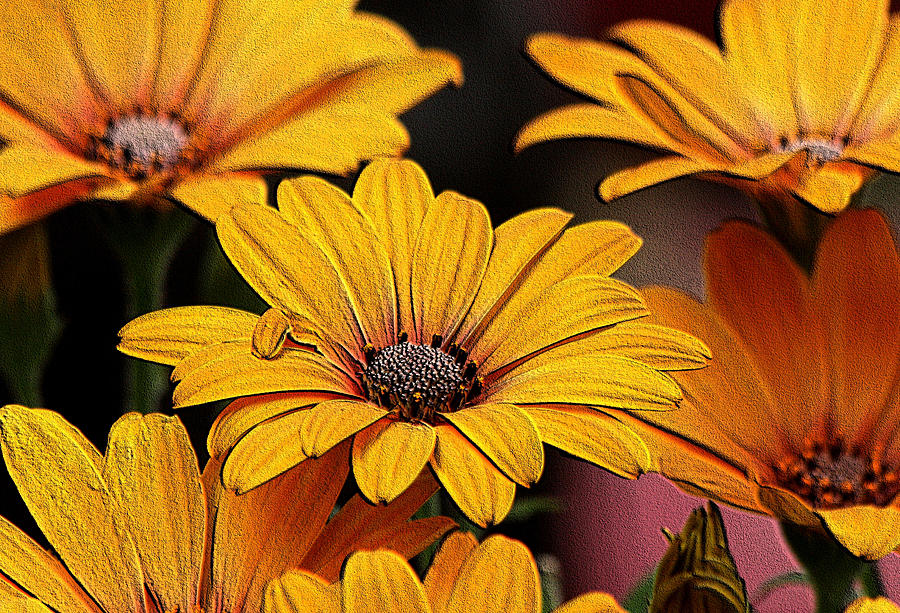 Yellow African Daisies Embossed Photograph by Sheila Brown
