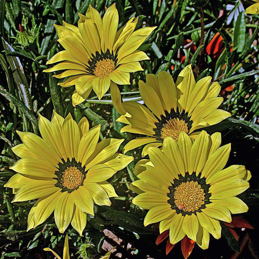 Yellow African Daisies near Puerto Penasco Marina in Sonora-Mexico Photograph by Ruth Hager