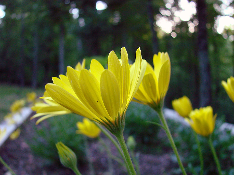 Yellow African Daisy Photograph by Mary Halpin