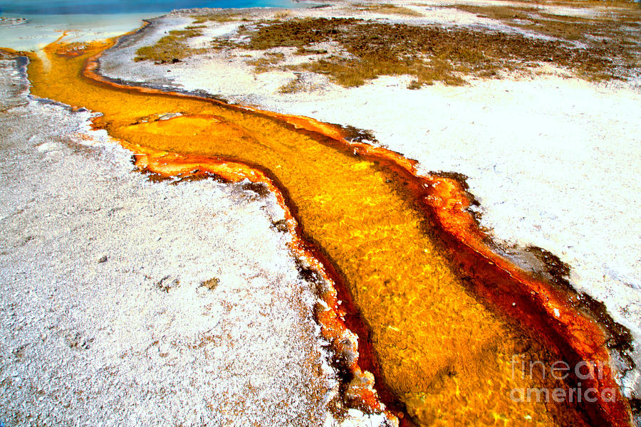 Yellow Algae Mat Stream Photograph by Adam Jewell