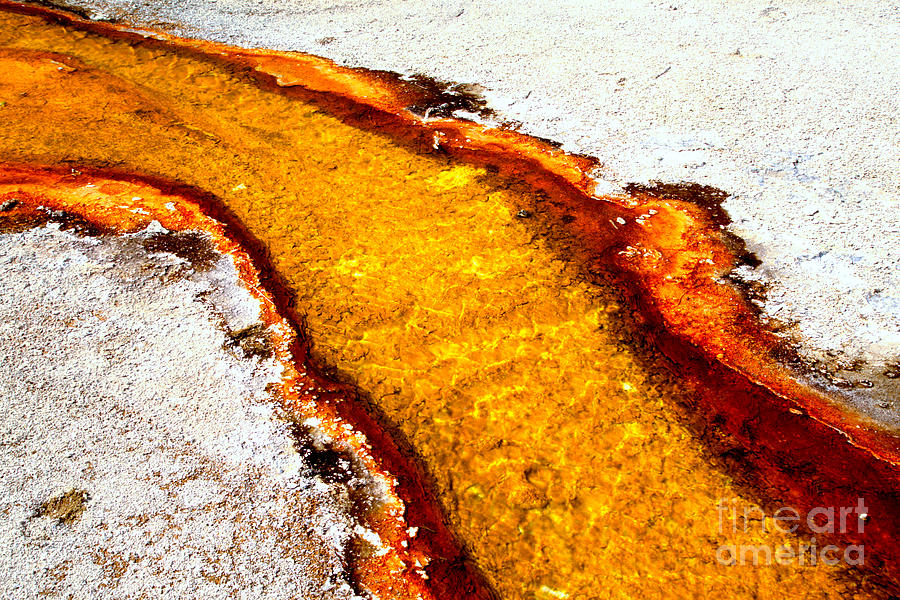 Yellow Algae Stream Photograph by Adam Jewell