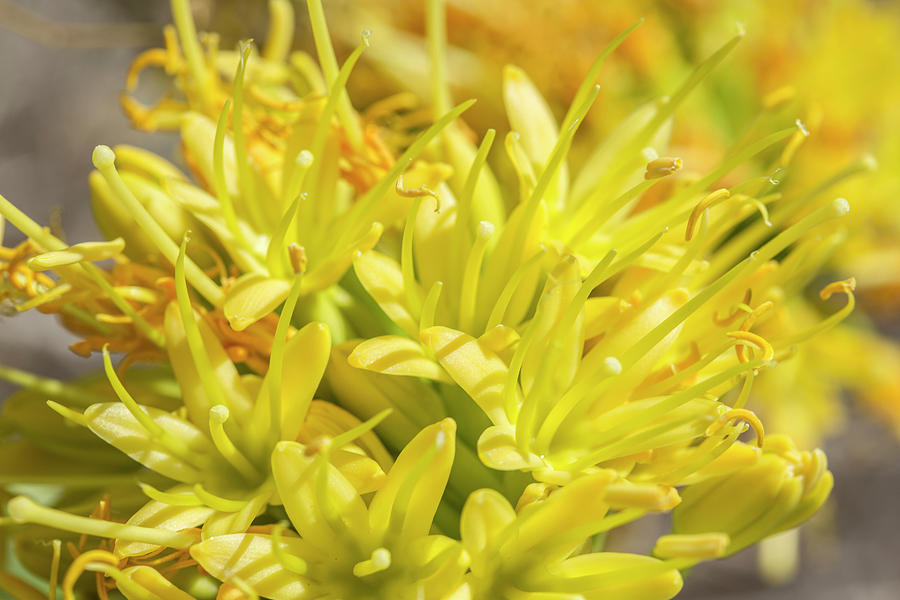 Yellow Flower Photograph - Yellow Allium Moly by Iris Richardson