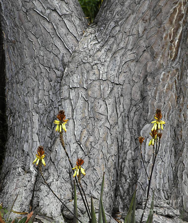 Yellow Aloe Flowers and Tree Photograph by Viktor Savchenko
