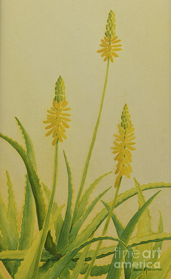 Yellow Aloe Painting by Sandra Neumann Wilderman