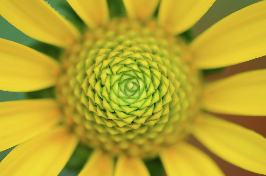 Yellow by Amanda Rimmer Yellow by Amanda Rimmer