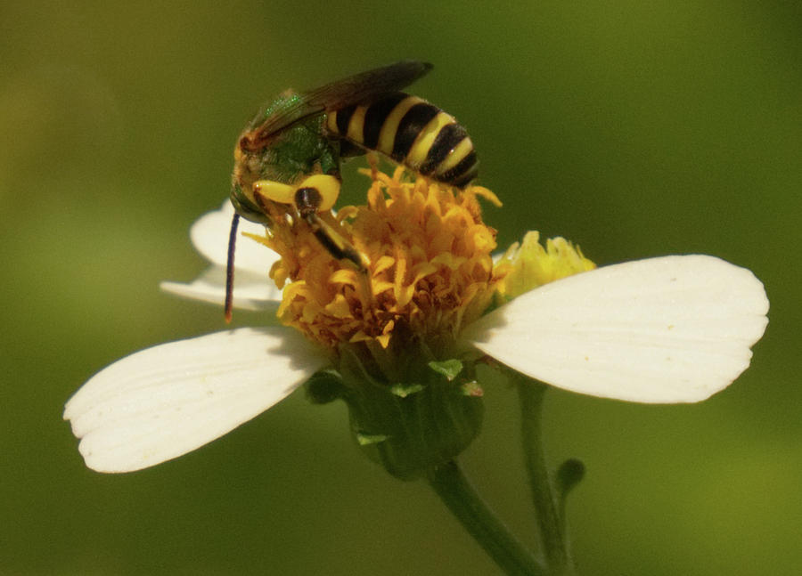 Yellow and black bee on flower. by Vincent Billotto Yellow and black bee on flower. by Vincent Billotto