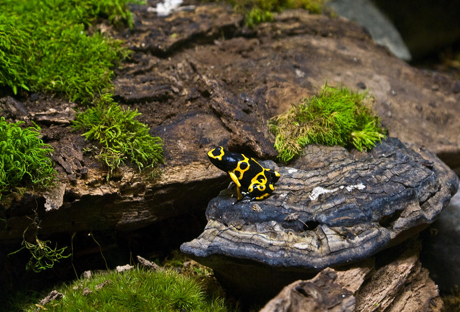 Yellow and Black Dart Frog Photograph by Douglas Barnett