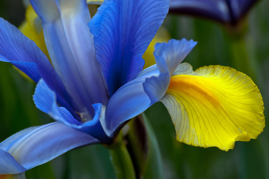 Yellow and Blue Iris Photograph by Emerald Studio Photography - Fine ...